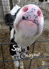11x14 Print - Cow Smiles